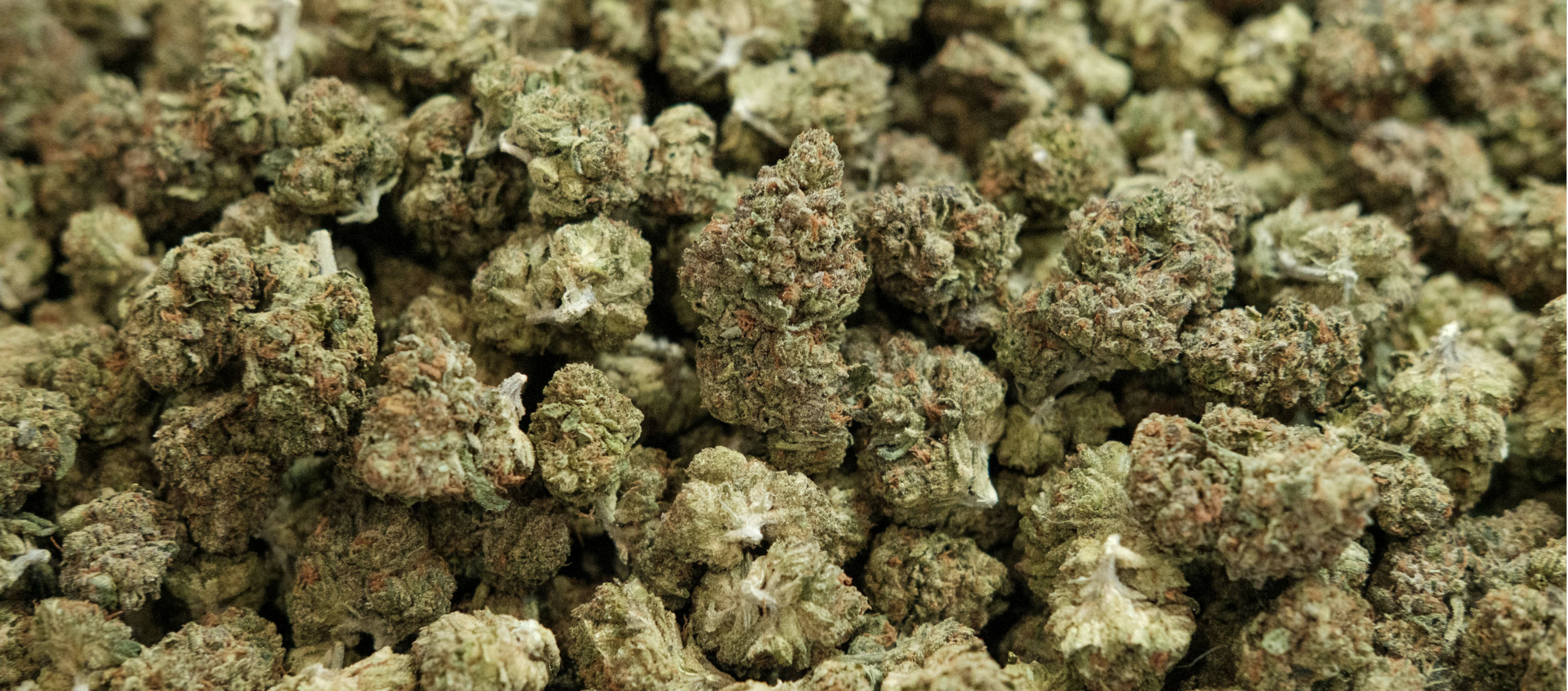 Is Weed Legal in Tennessee? Current Cannabis Laws Explained